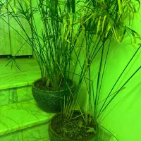 گل مرداب با گلدان