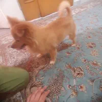 واگذاری سگ پامرانین پرتغالی