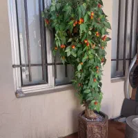 درختچه گیلاس