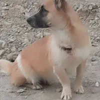 سگ پا کوتاه گم شده