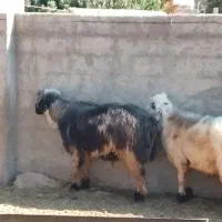 سلام بره نر سبک وقوچ داشت