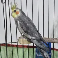 عروس هلندی نر سخنگو