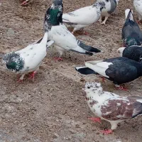 همجوکفتری هس قیمتافرق داره