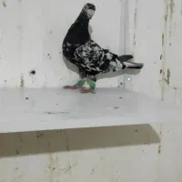 نروماده هفترنگ سرور لک دار