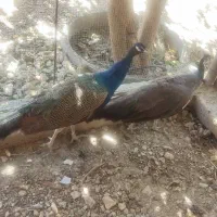 یک جفت طاووس