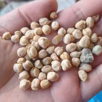 فروش نخود دیم