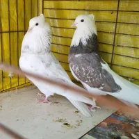 چند جفت شازده سرور سفید کاکلی