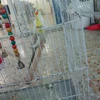 پرنده ناناز|پرنده|کیاشهر, |دیوار