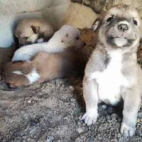 توله سگ خراسانی|سگ|اسفراین, |دیوار