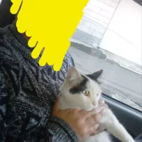 واگذاری گربه زیبا