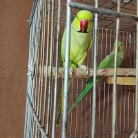 یک جفت ملنگو تخم گذار