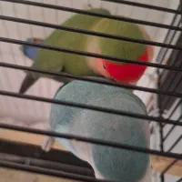 دوعدد طوطی برزیلی نروماده