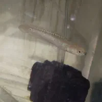 ماهی چانا .گوپی .پلاتی . سوارتیل. سیچلاید