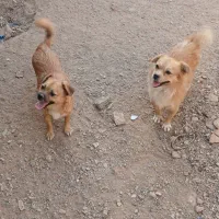 ی جفت سگ پاپی