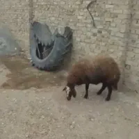 شیشک ماده وبز