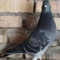 کبوتر پرشی|پرنده|بهشهر, |دیوار