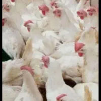 مرغ تخمگذار|حیوانات مزرعه|کهنوج, |دیوار