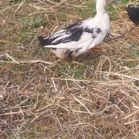 فروش اردک ،مرغ و خروس محلی|حیوانات مزرعه|ضیابر, |دیوار