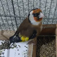 سهره تازه صاف و سهره بخون خط و مرغ عشق انگلیسی