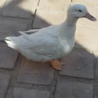 اردک|پرنده|کویرات, |دیوار