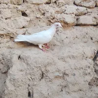 کبوتر کله زرد|پرنده|سراوان, |دیوار