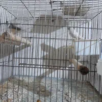 فنچ وطوطی برزیلی|پرنده|رشت, کوی حسینی|دیوار