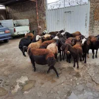 گوسفند|حیوانات مزرعه|سیلاخور, |دیوار