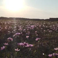 فروش زمین زعفران