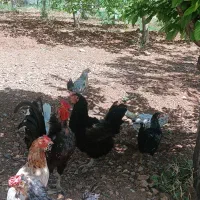 مرغ وخروس