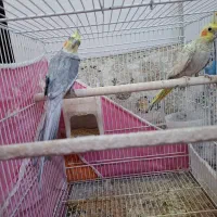 عروس هلندی|پرنده|تربتحیدریه, فتح المبین|دیوار