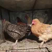 مرغ برهما و مرغ محلی