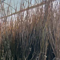 نهال بادام خوش فرم تجاری اصل