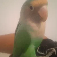 طوطی برزیلی رام 800