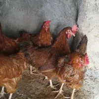مرغ