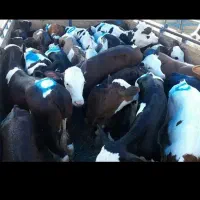 شیرخوار درجه یک وخوراک خورنروماده