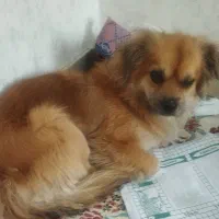 پامر اشپیتز