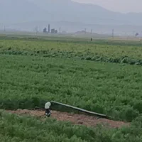 زمین-کشاورزی-برای-کشت-شلغم