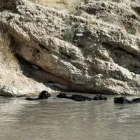 فروش گاو میش