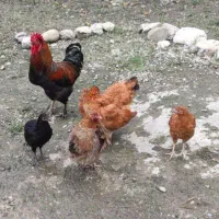 جوجه مرغ خروس محلی و ماشینی
