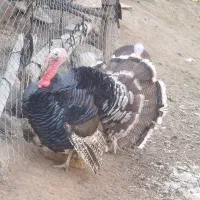 بوقلمون نر چاق چاق چاق