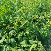 نیازمند آبیار کشاورزی گوجه