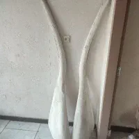 استخوان فک نهنگ نایاب در ایران