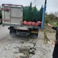 سدر آتلانتیک|گل و گیاه طبیعی|فولادشهر, فولادشهر|دیوار