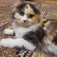 واگذاری