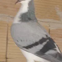 طلای،خوب خوشرنگ دوتانهصد|بدلیجات|تاکستان, |دیوار