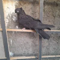 کفتر رنگی|پرنده|ابریشم, |دیوار
