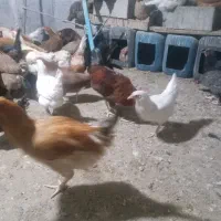 خروس محلی|حیوانات مزرعه|بهبهان, |دیوار