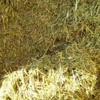 یونجه مرگور|لوازم جانبی حیوانات|ارومیه, |دیوار