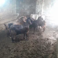 بز و ورن|حیوانات مزرعه|کرمانشاه, |دیوار