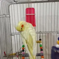 عروس هلندی لوتینو|پرنده|شال, |دیوار